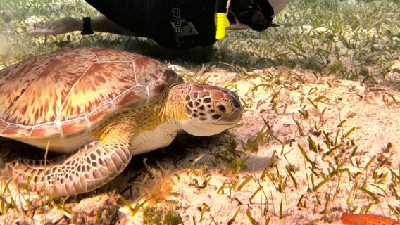Santuario delle tartarughe di Cozumel: tour di snorkeling