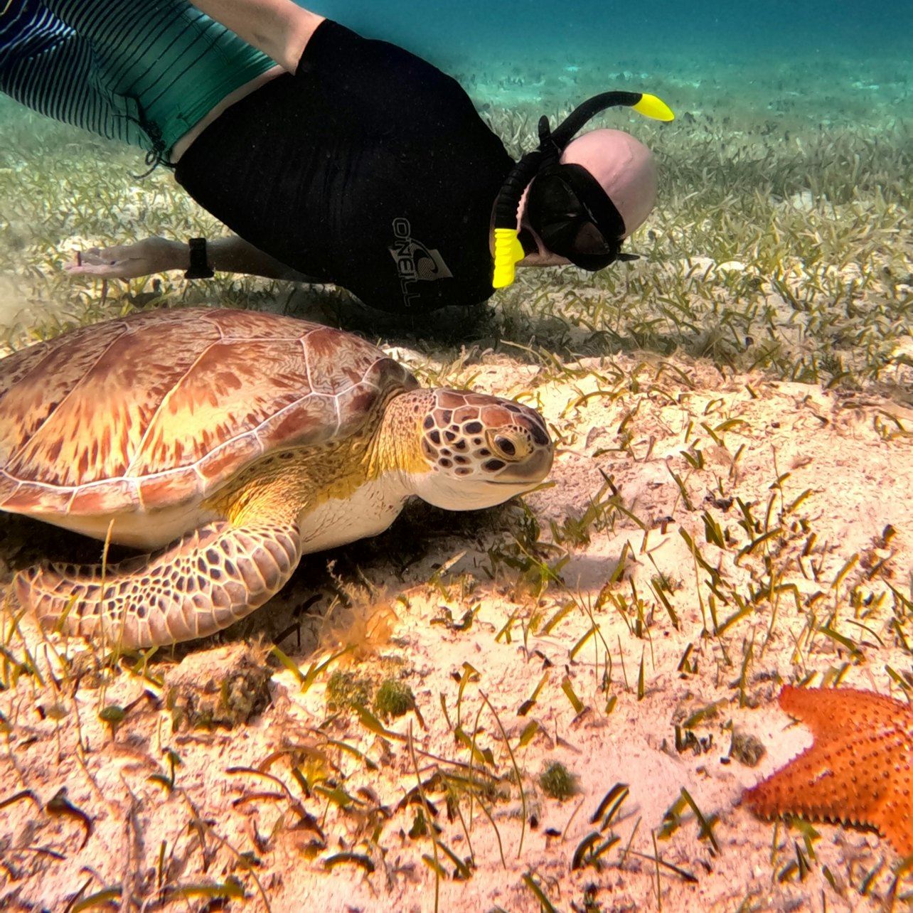 Cozumel Turtle Sanctuary: Snorkel Tour
