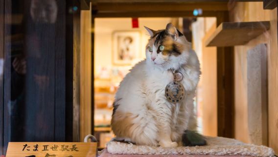 Excursión de un día a Wakayama y Rinku Premium Outlets: visita a la famosa estación de tren con gatos