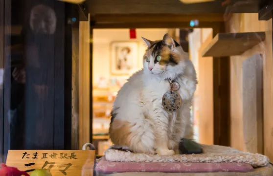 和歌山美味喵趣奧萊一日遊 探訪人氣貓站長-關西臨空奧特萊斯
