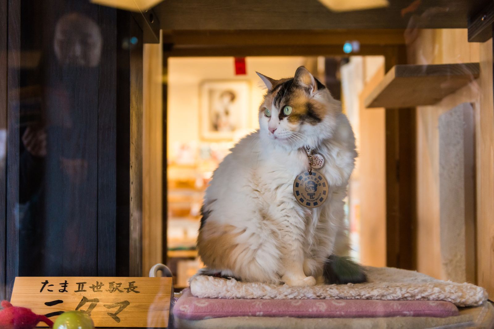 Wakayama gourmet cat fun outlet 1-day tour: Visit the popular cat stationmaster - Kansai Rinku Premium Outlets