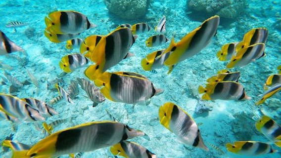 Bora BoraExperiences