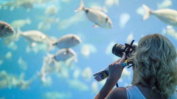 Palma Aquarium: Entry Ticket + Transfer from North