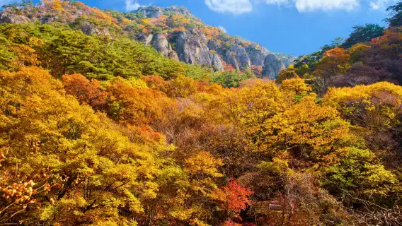 周王山國立公園 + 注山池水庫一日遊 (秋天賞楓 / 釜山出發)