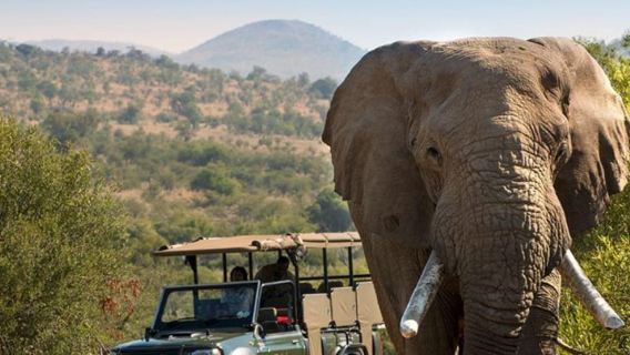 Durban: Tala Game Reserve and Natal Lion Park Half-Day Tour