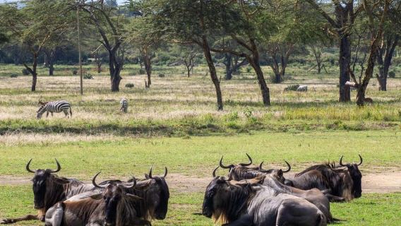 From Nairobi: Hell's Gate National Park & Lake Naivasha Tour