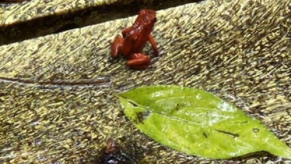 Puerto Viejo Limón: Best Canopy Tour / Ziplines