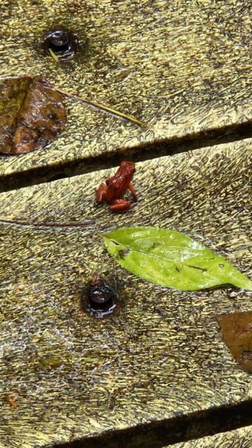 Puerto Viejo Limón: miglior tour del baldacchino / zipline