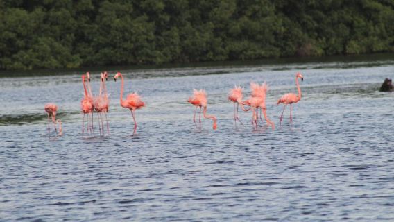 Caroni: Bird Sanctuary Wildlife Swamp Tour