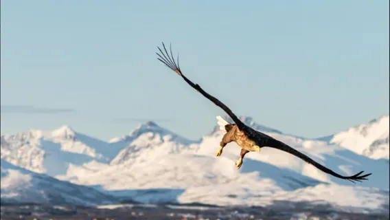 one-day tour of Tromso Fjord in Norway [classic cruise/fishing experience/hot drinks and snacks included]