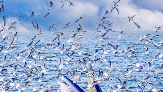 紐西蘭基督城莎瑪拉羊駝牧場+阿卡羅阿海豚航行觀賞一日遊