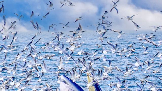 Lawatan sehari ke Ladang Alpaca Shamarra Christchurch, New Zealand + Pelayaran Menonton Lumba-lumba Akaroa