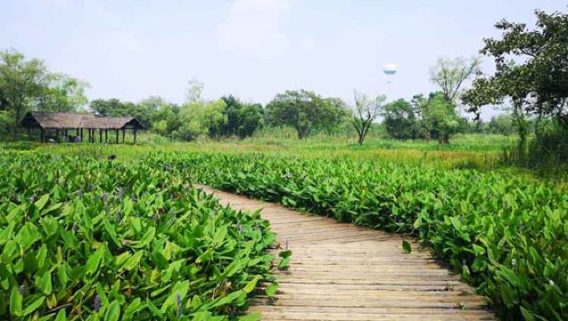 杭州西溪濕地公園+宋城+千古情表演1日遊【純玩 天天發車】