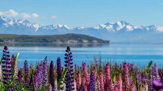 Excursión de un día en minibús ida y vuelta desde Christchurch al Monte Cook con visita al Lago Tékapo y al Lago Pukaki, incluye almuerzo