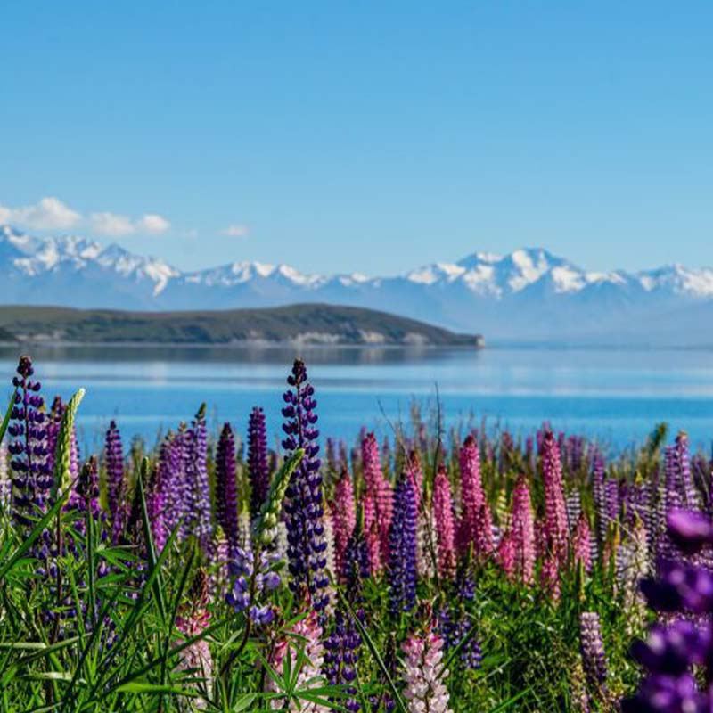 Tagesausflug mit Kleinbus von Christchurch nach Aoraki mit Hin- und Rückfahrt, inklusive Lake Tekapo, Lake Pukaki und Mittagessen