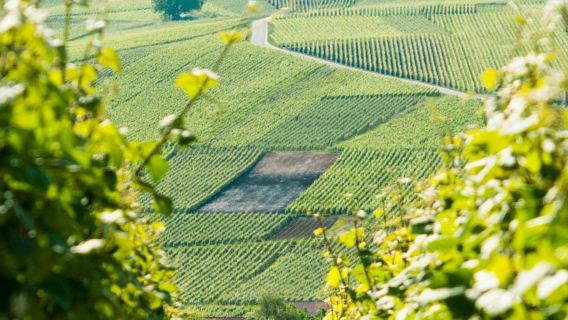 Reims: Excursión de un día a la catedral, viñedos y cata de champán desde París