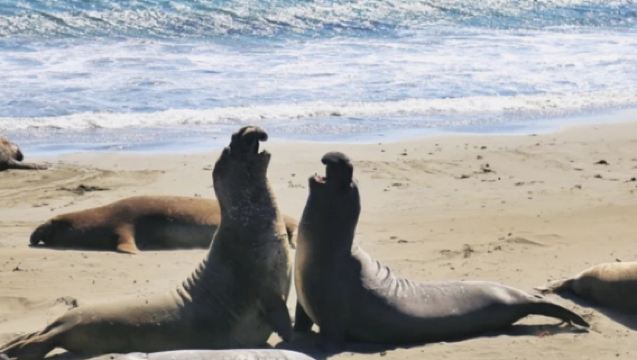 美國舊金山-1號公路蒙特雷-赫氏古堡-丹麥村-洛杉磯止-精選