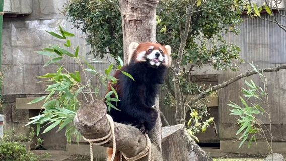 Japan Sendai [Family Fun] Yagiyama Zoo + Science Museum + Underground Shopping Street Day Tour