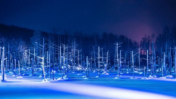 北海道美瑛の冬の幻想的な5大スポットを巡るワンデーツアー（札幌発、朝早く出発しない）