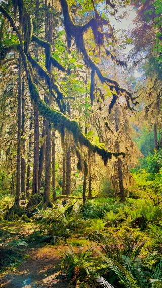 1-day join-in tour from Seattle to Olympic National Park with round-trip transportation [Chinese/English]