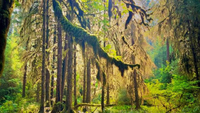Lawatan sehari pakej berkumpulan ke Taman Negara Olympic dari Seattle, Amerika Syarikat dengan perkhidmatan dalam bahasa Cina