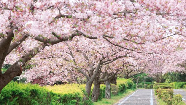 YokaBus Photogenic Fukuoka Uminonakamichi, Strawberry Farm & Chinkokuji