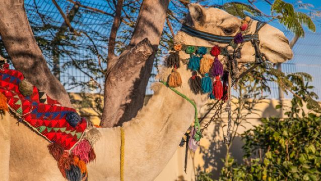 ขี่อูฐที่เวสต์แบงก์