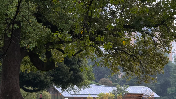 【東京郵輪到港遊】新宿御苑+銀座+淺草寺+東京鐵塔拼團一日遊