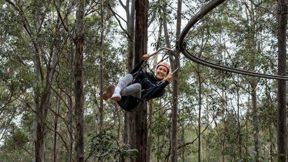 Treetops Adventure Central Coast: Zipcoaster Ride
