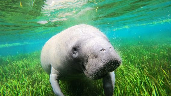 Crystal River: Manatee Swim Tour