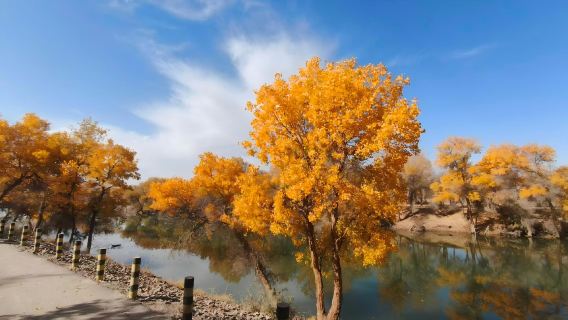 [Kumpulan kecil] Lawatan sehari Hutan Poplar Emas Zepu Kashgar Xinjiang | Pergi-balik pada hari yang sama·Kumpulan hiburan tulen