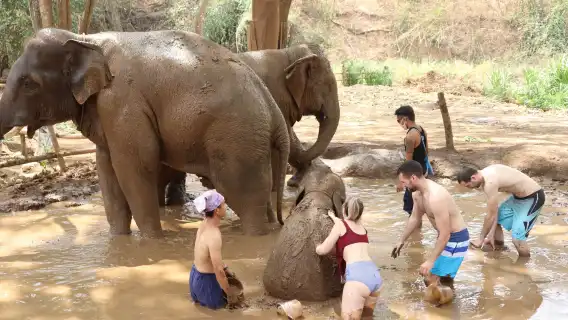 泰國清邁 Kerchor elephant eco park 半日遊【Kerchor】