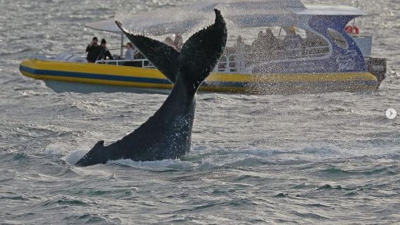Avistamiento de ballenas en Australia: lancha en Sídney, crucero por el puerto con vistas a la Ópera y al puente de la bahía