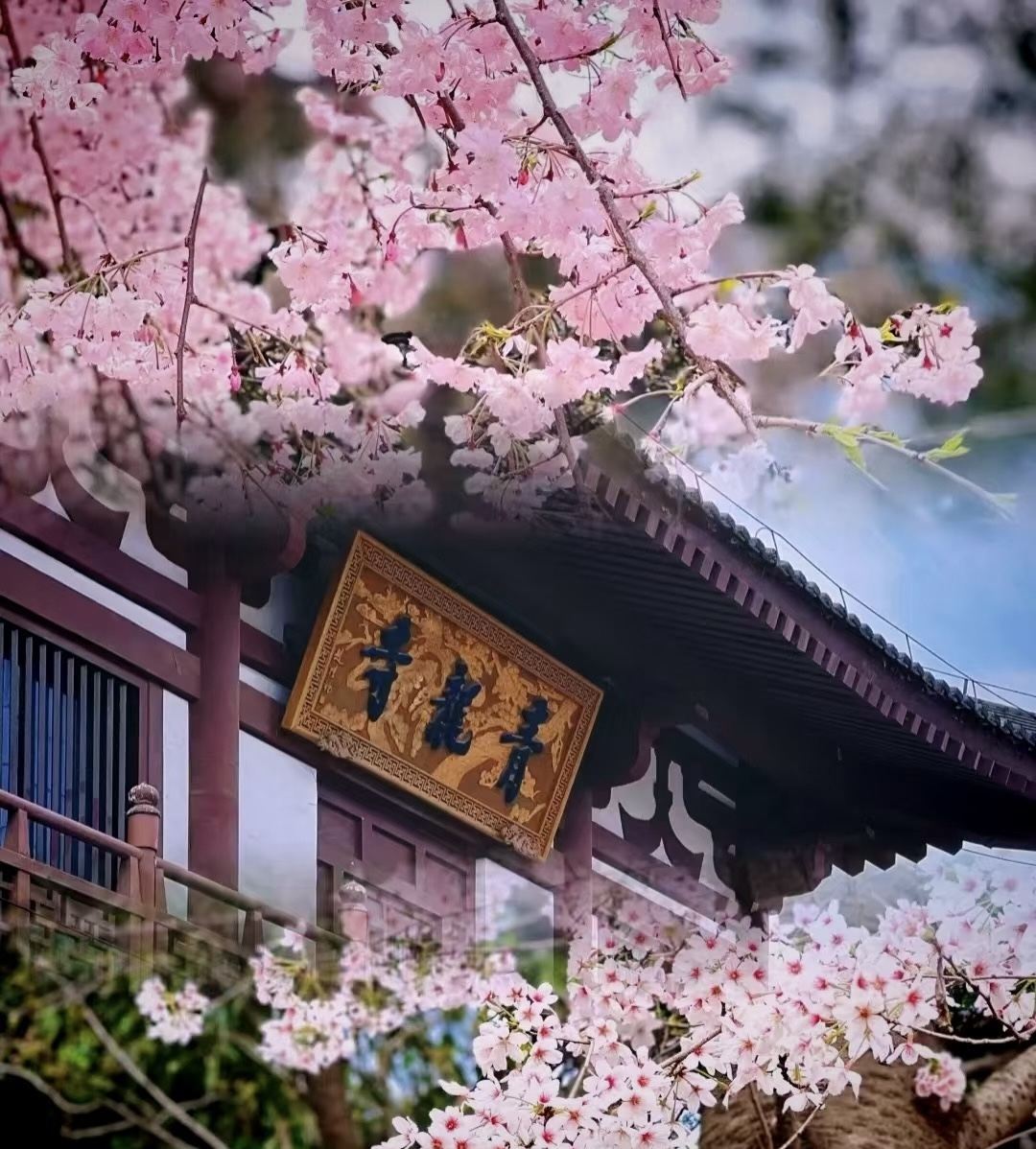 ทัวร์วันเดียวซีอาน - เคียวโตะแห่งจีน|วัดคิงหลง - เจดีย์ห่านป่าใหญ่ - ป้อมปราการเมือง