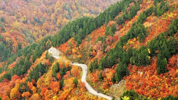 Shirakawa-go and Autumn Foliage White Road Drive 1 Day Tour from Kanazawa