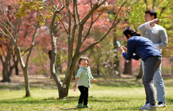 韓國南怡島+小法國村&義大利村一日遊【首爾出發 • 中英導遊 • 韓劇綜藝拍攝景地】