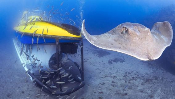 Southern Tenerife: 50-Minute Submarine Dive