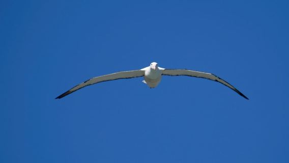 Ab Dunedin: Stadt-, Otago-Halbinsel- und Albatros-Führung