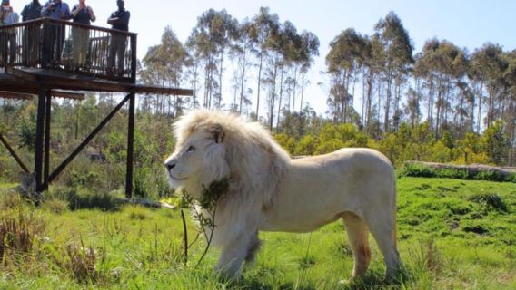 Jhb: Culla dell'umanità, Parco dei leoni e Villaggio culturale Lesedi
