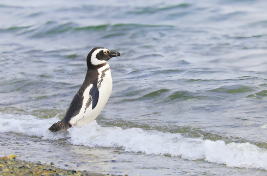New Zealand Dunedin - Oamaru tour 1 ngày [Ngắm hải cẩu, chim hải âu, chim cánh cụt trở về tổ]