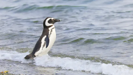 Neuseeland Dunedin – Oamaru Tagesausflug [Robben, Albatrosse und Pinguinrückkehr beobachten]