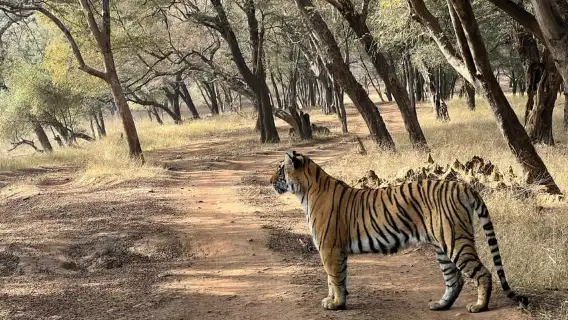 サリスカ日帰りツアー:スリル満点のトラサファリと朝食付き