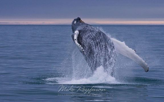 Miches: Half Day Whale Watching Catamaran Tour with Snacks