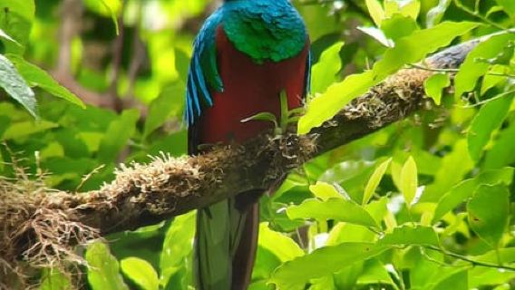 Tour della riserva della foresta nebulosa di Monteverde