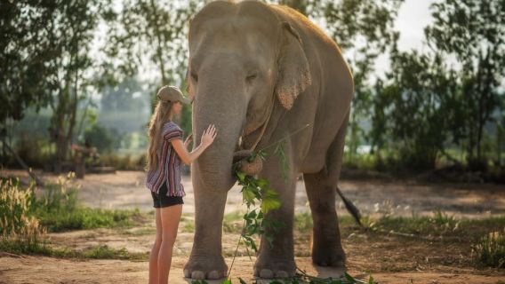 Pattaya : expérience de nourrissage au sanctuaire des éléphants de la jungle