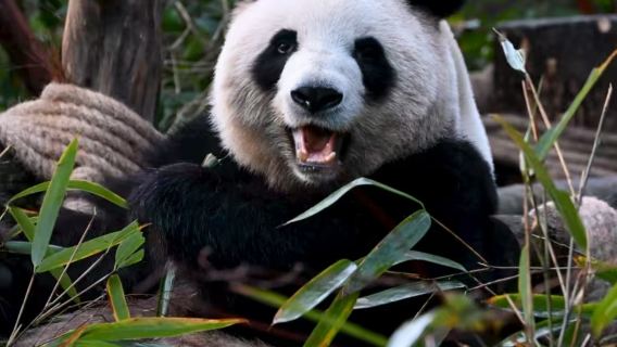 Chengdu