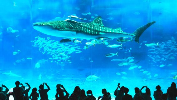 沖繩北部一日遊+水族館3小時|古宇利島|美國村|含餐點入場門票