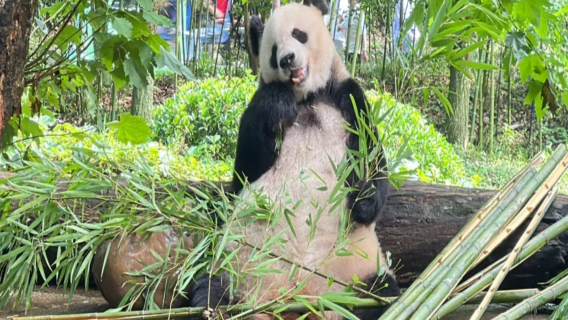 Führung Führung den Dujiangyan Riesenpanda-Garten [Professionelle Reiseleiter , intensives Erlebnis im Panda-Paradies]