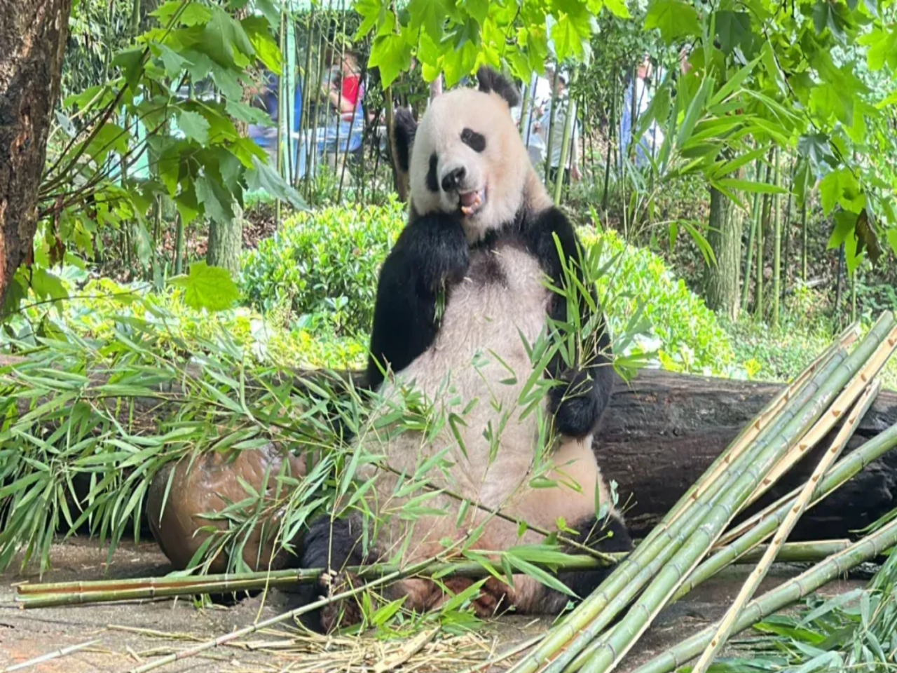Dujiangyan China Giant Panda Garden Guide [Exclusive professional guide service for an in-depth experience at the Panda Paradise]