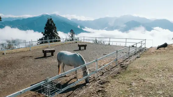 8-hour Taichung Sun Moon Lake and Gaomei Wetlands 1-day tour: Customized itinerary (departing from Taichung)